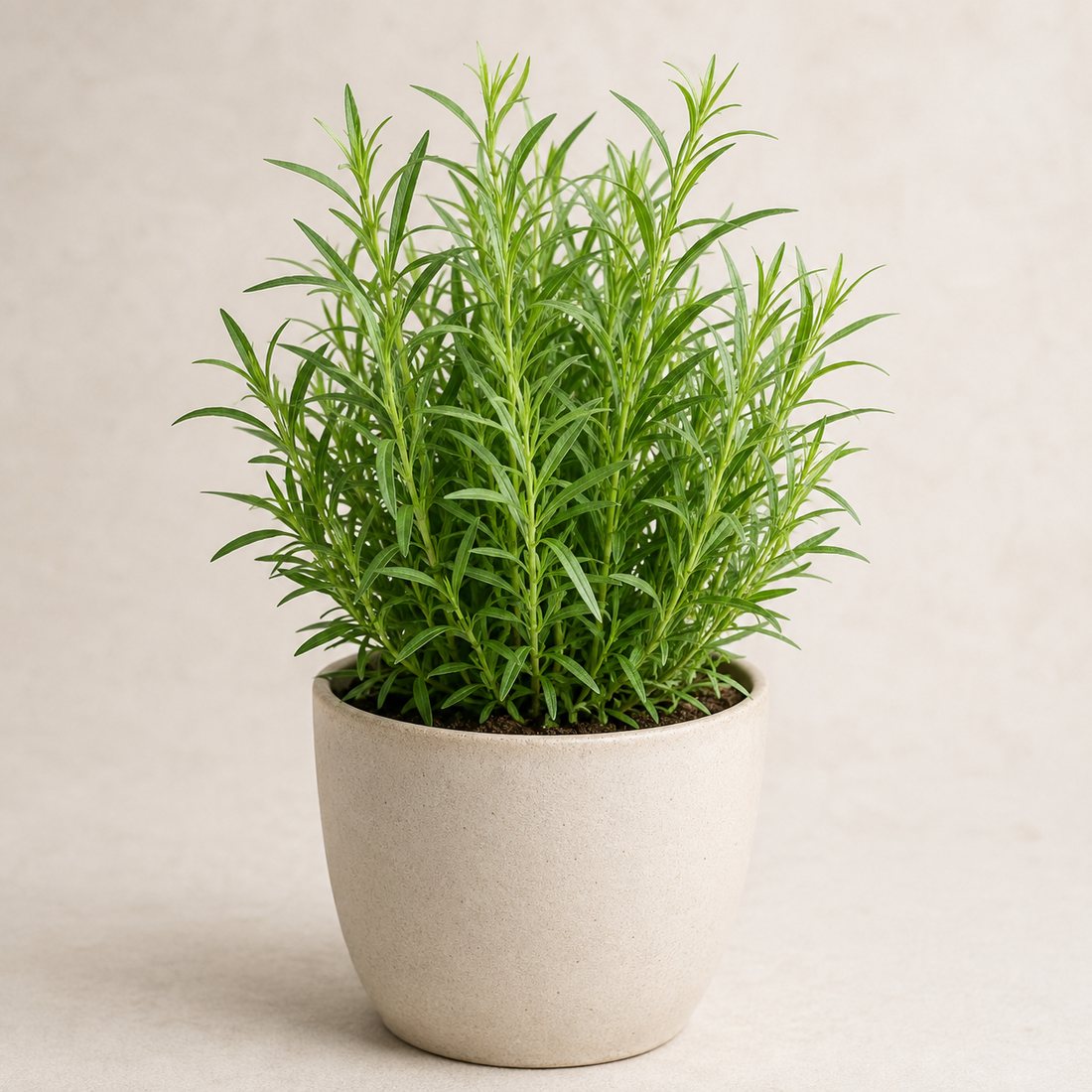 Lemon Thyme herb plant in a simple container