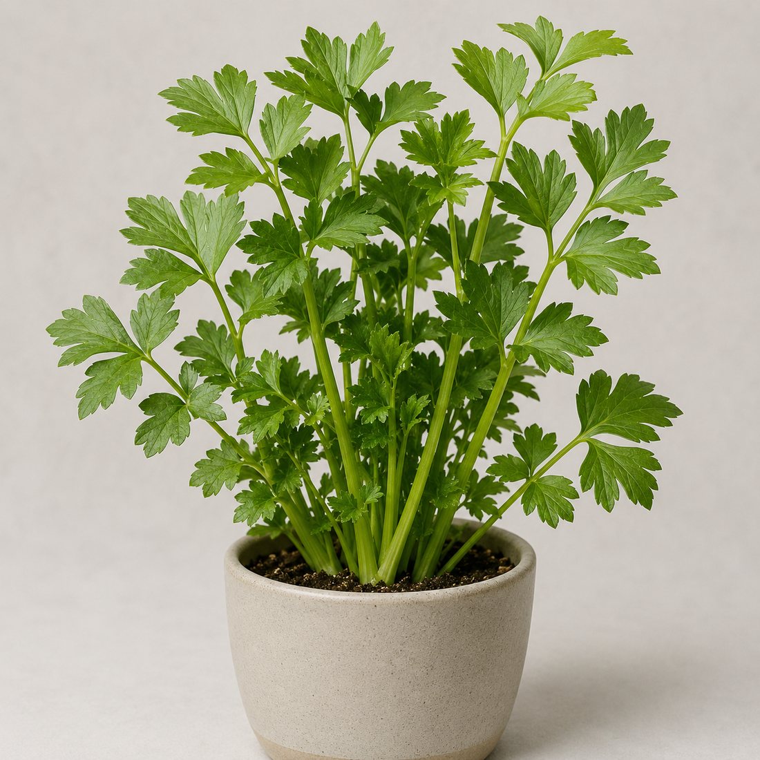 Sweet Marjoram herb plant in a simple container