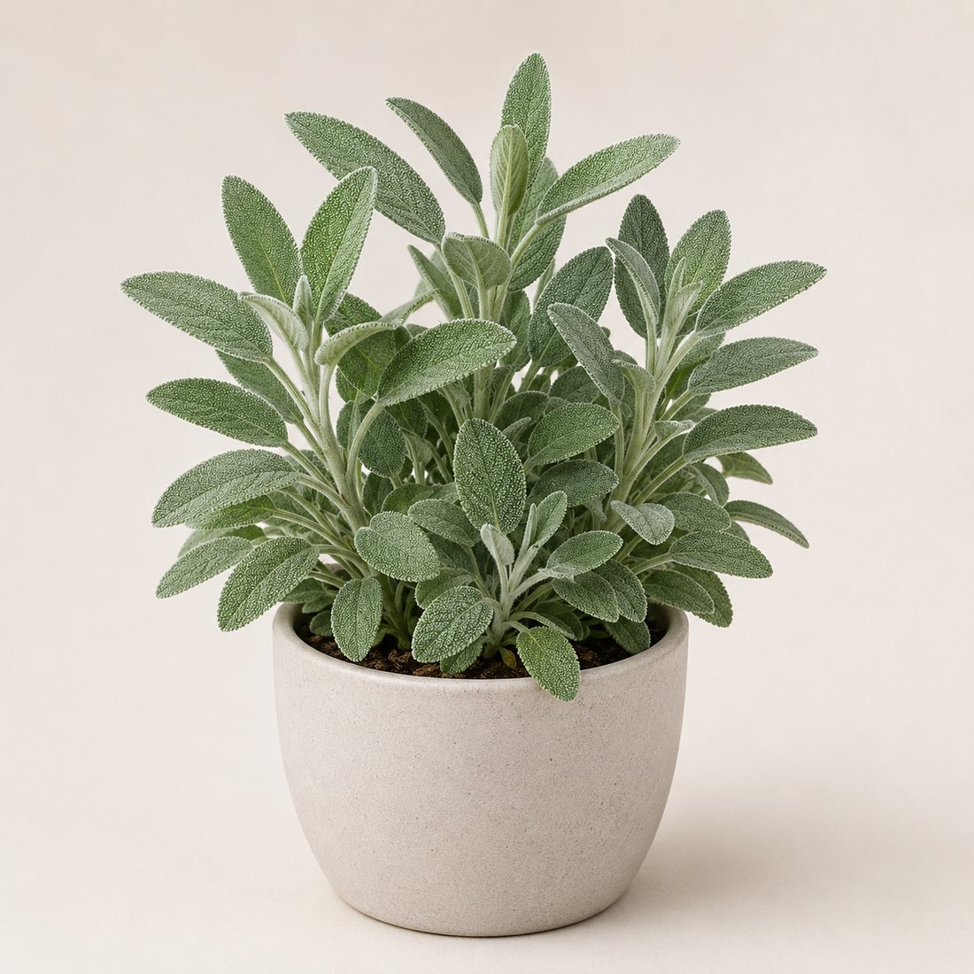 Sage herb plant in a simple container