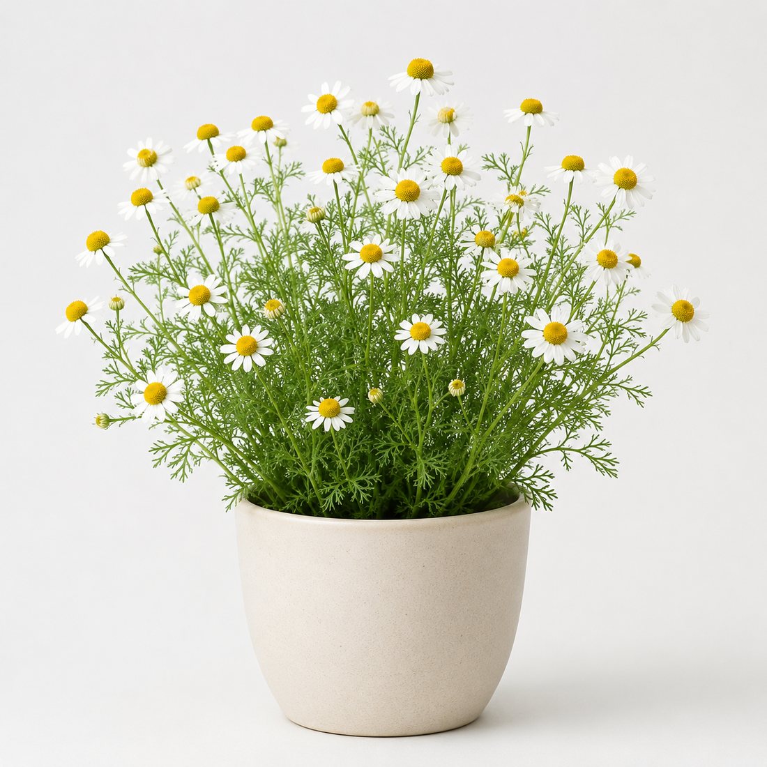 Pineapple Sage herb plant in a simple container