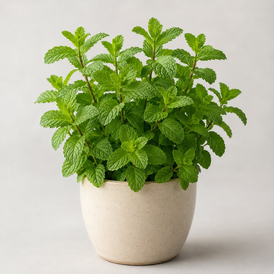 Mint herb plant in a simple container