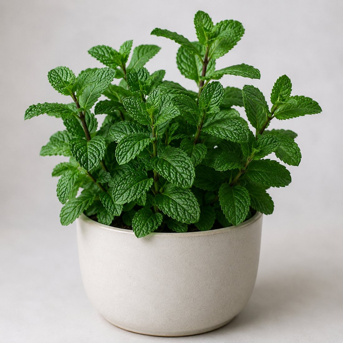Spearmint herb plant in a simple container