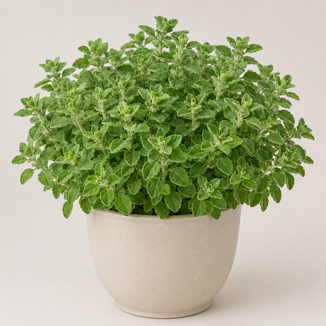 Catnip herb plant in a simple container
