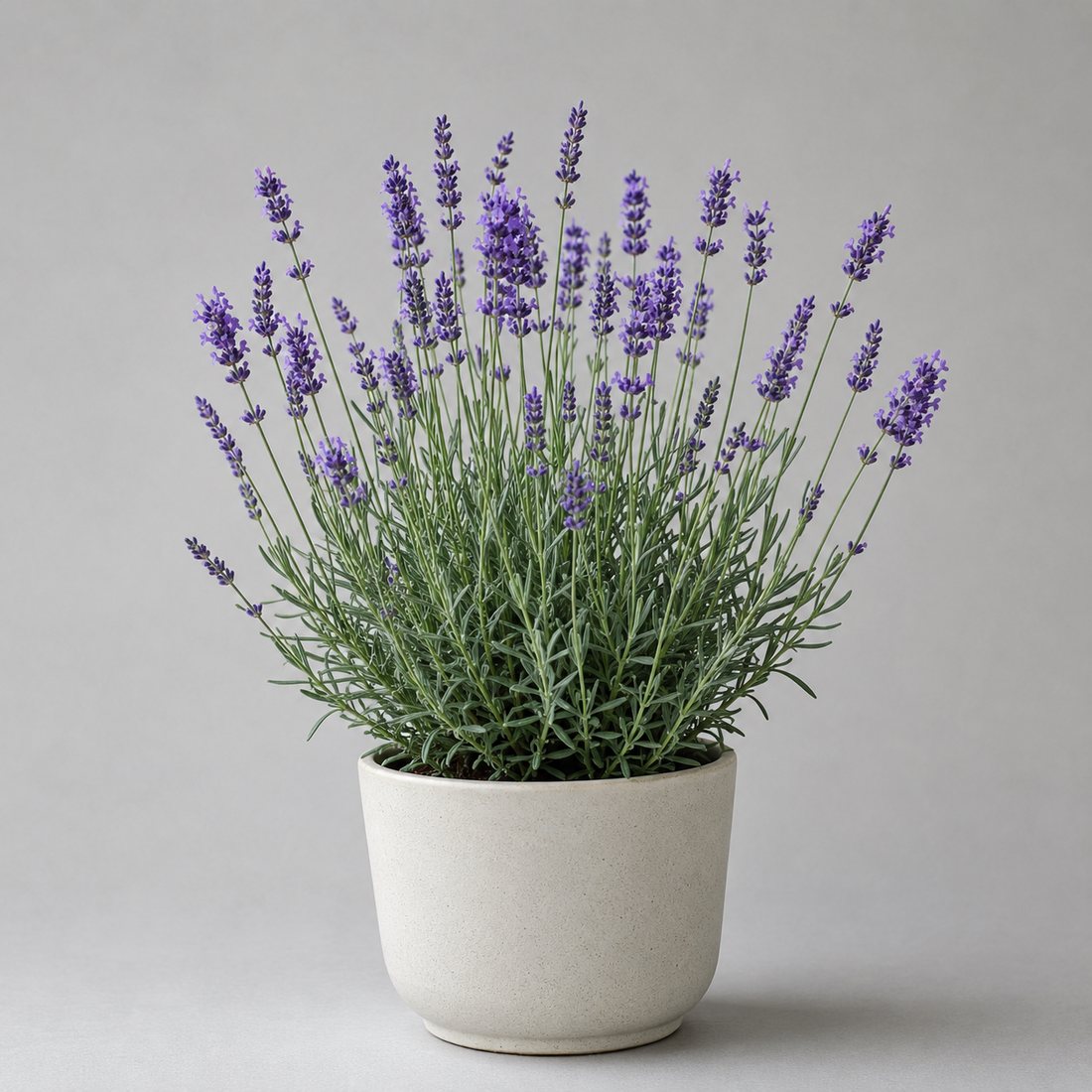 Catmint herb plant in a simple container