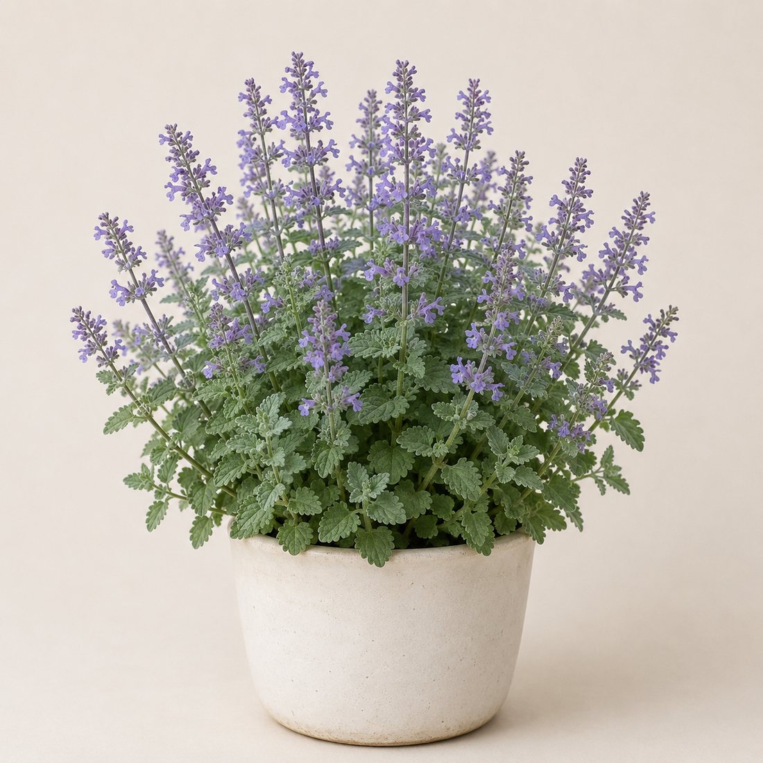 Lavender herb plant in a simple container