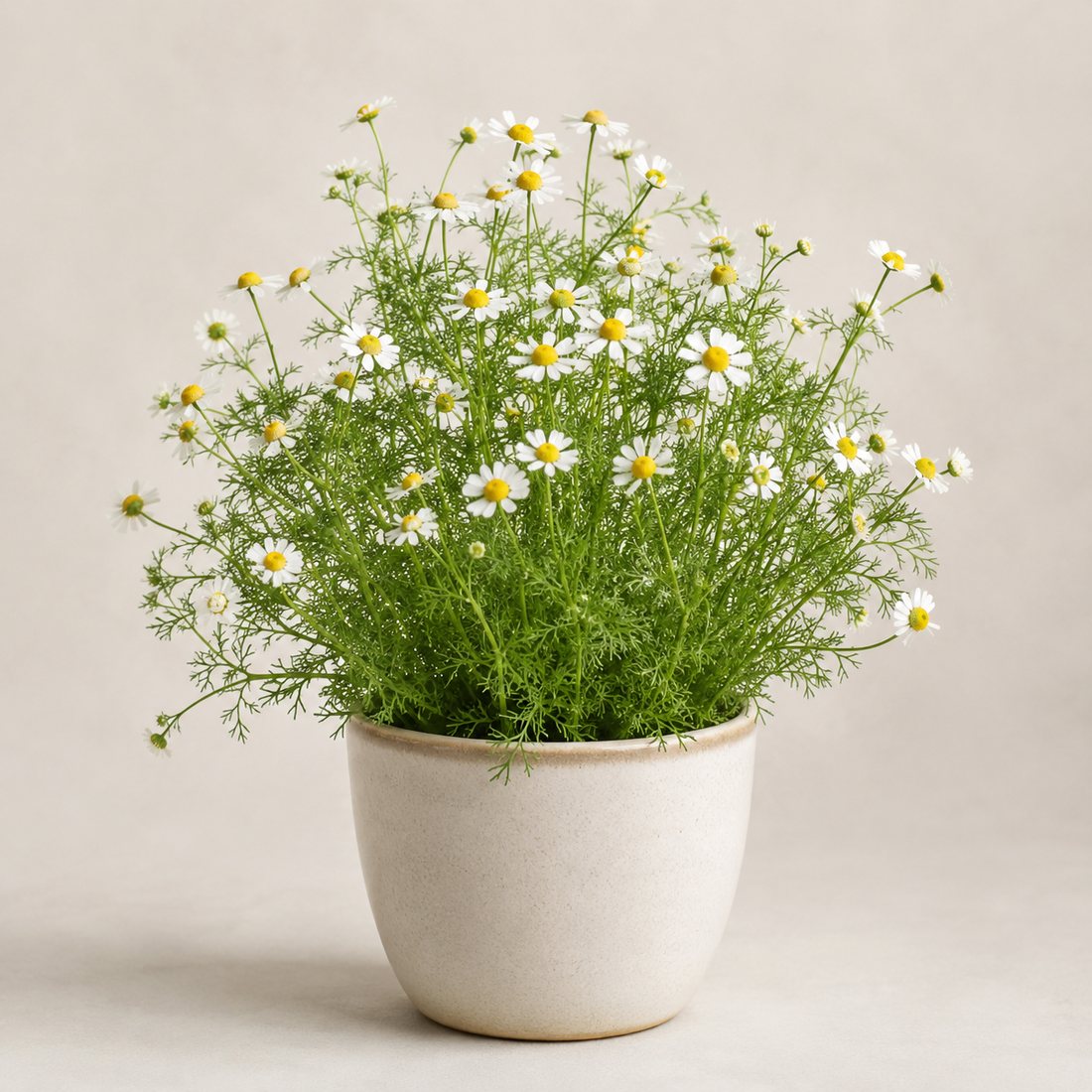 Chamomile herb plant in a simple container