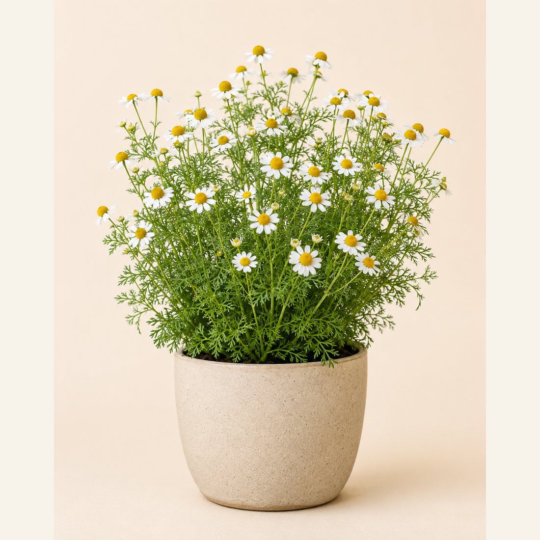 German Chamomile herb plant in a simple container