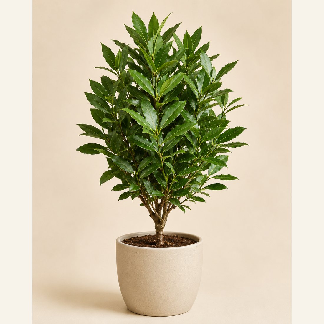 Bay Laurel herb plant in a simple container