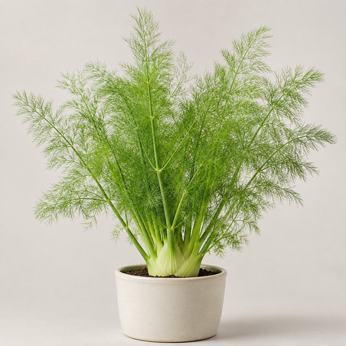 Fennel herb plant in a simple container