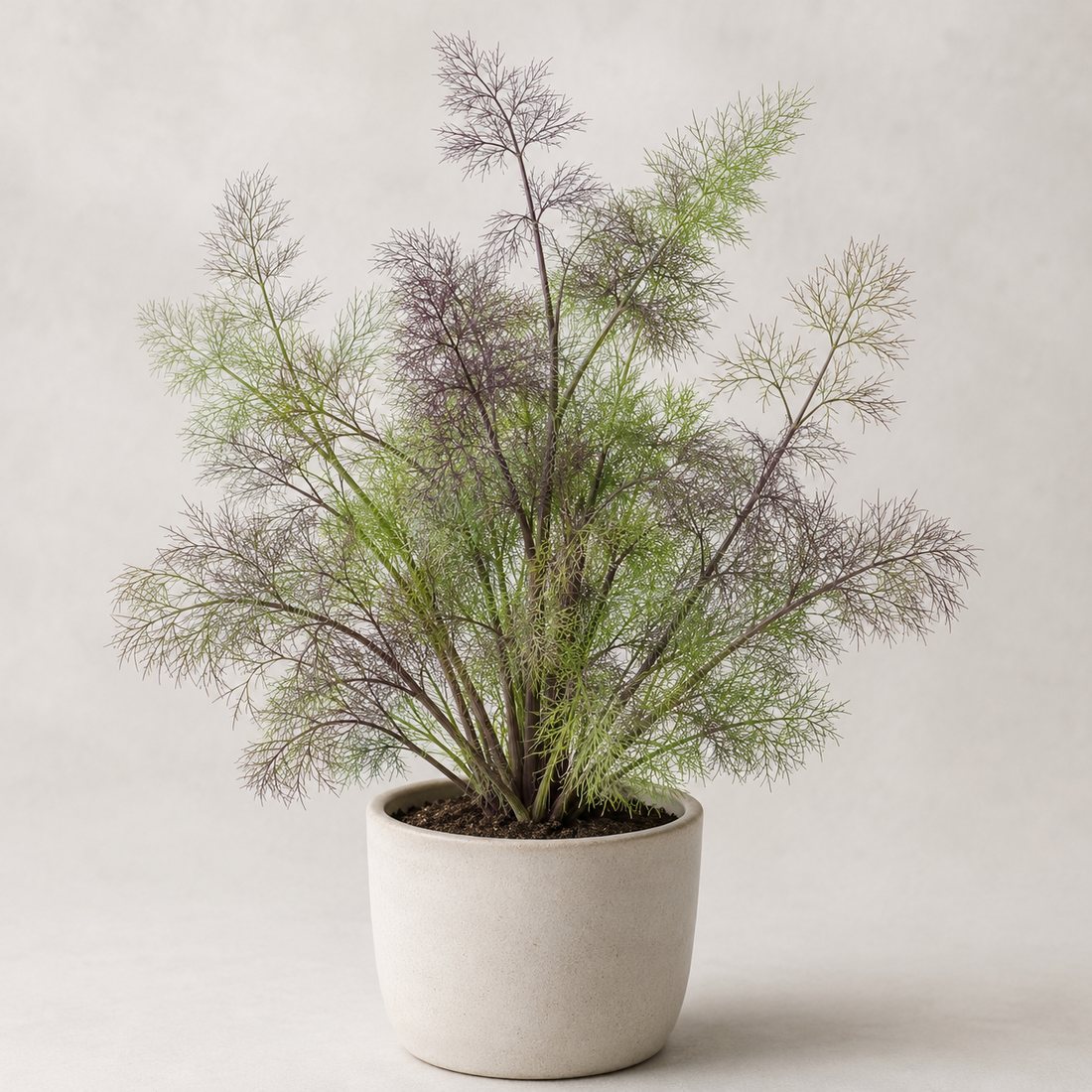 Bronze Fennel herb plant in a simple container