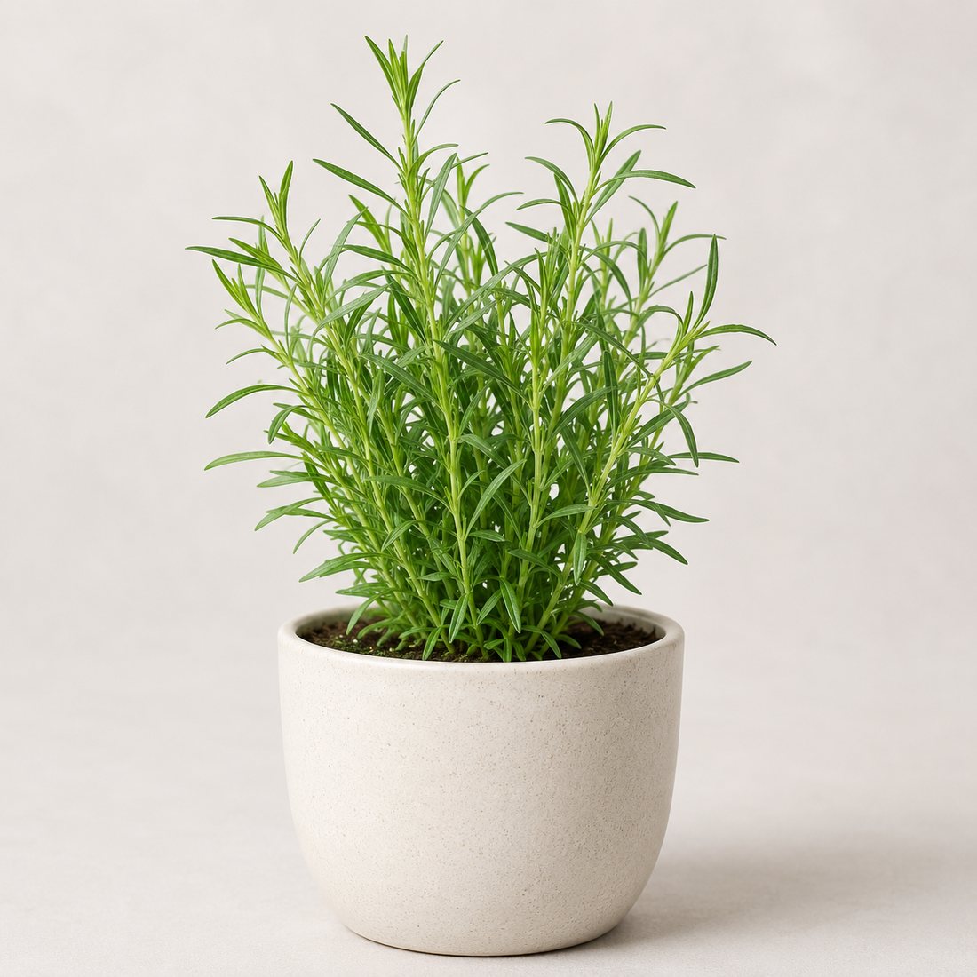 Tarragon herb plant in a simple container