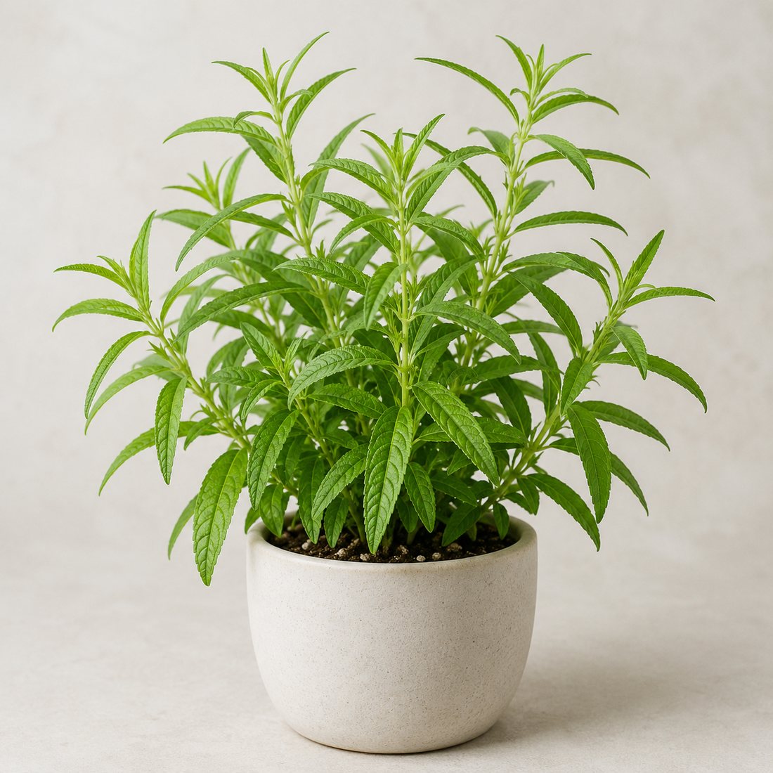 Lemon Verbena herb plant in a simple container