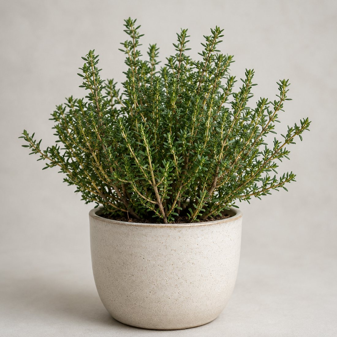 Summer Savory herb plant in a simple container