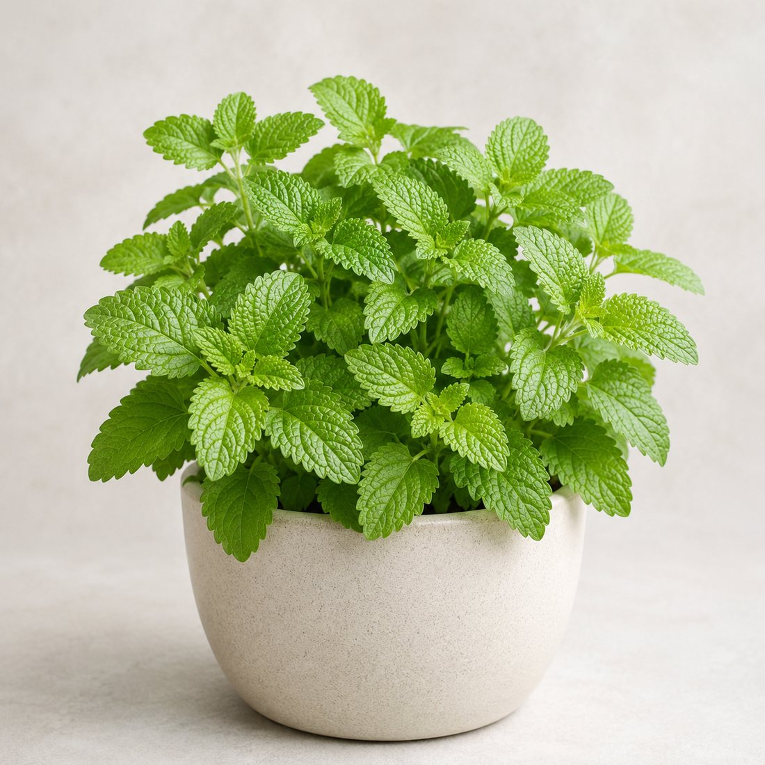 Winter Savory herb plant in a simple container