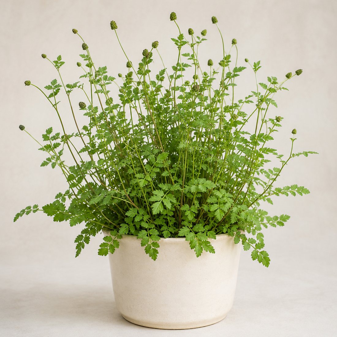 Vietnamese Coriander herb plant in a simple container