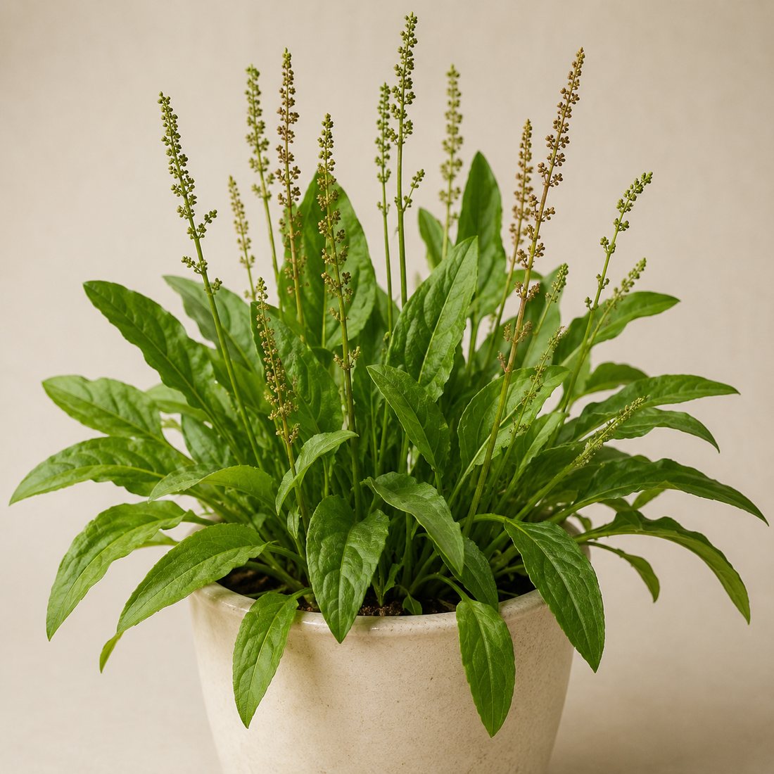 Salad Burnet herb plant in a simple container