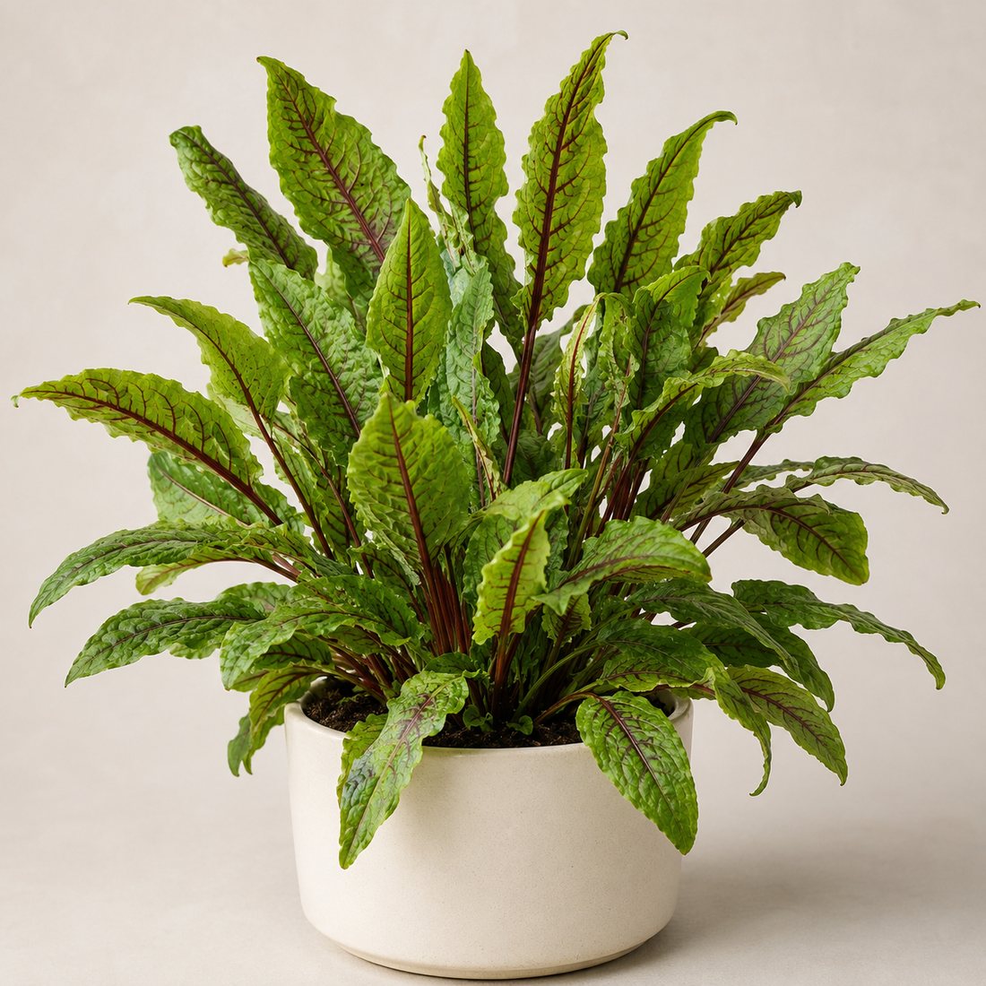 French Sorrel herb plant in a simple container