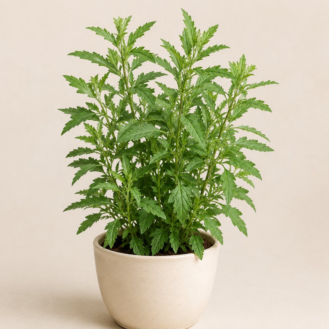 Epazote herb plant in a simple container