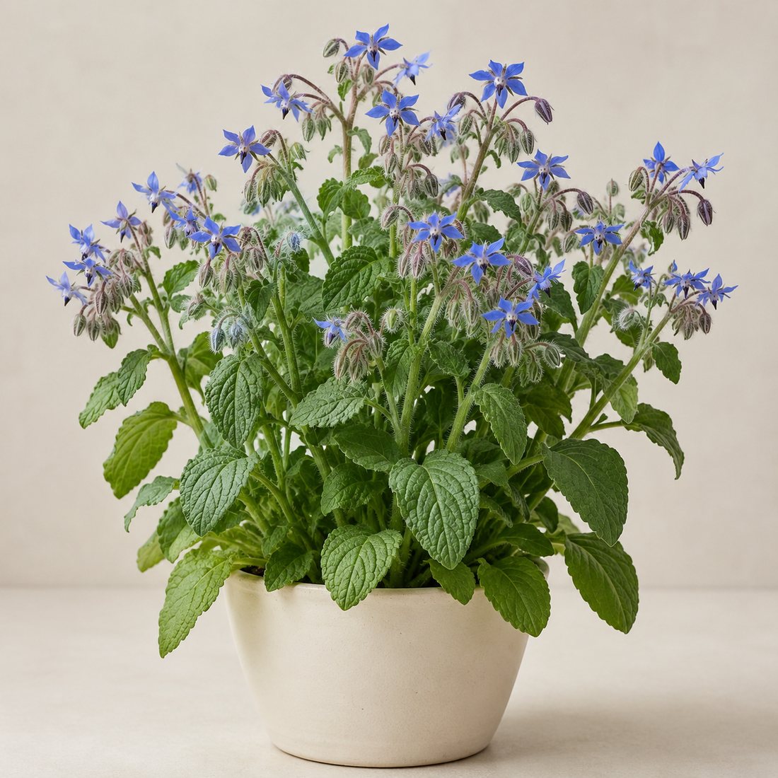 Anise Hyssop herb plant in a simple container