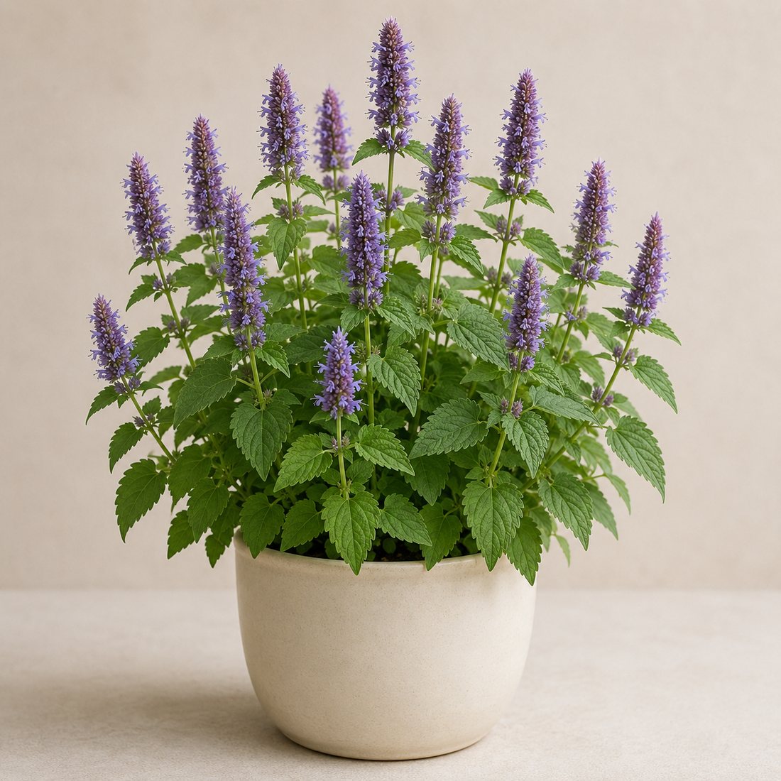 Borage herb plant in a simple container