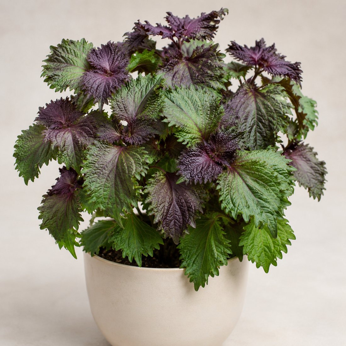 Shiso herb plant in a simple container