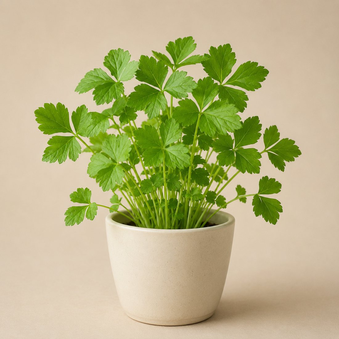 Mitsuba herb plant in a simple container