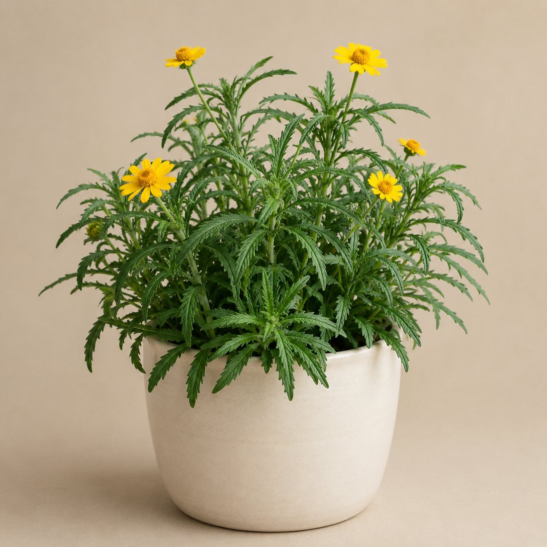 Mexican Mint Marigold herb plant in a simple container