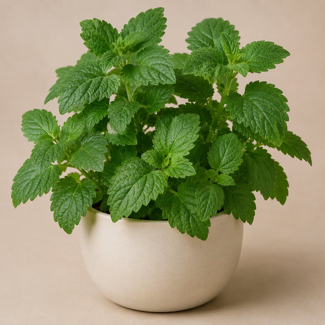 Patchouli herb plant in a simple container