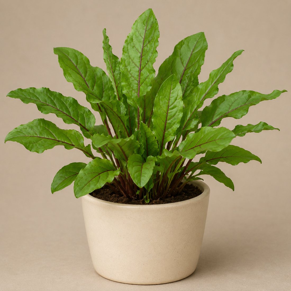 Rue herb plant in a simple container