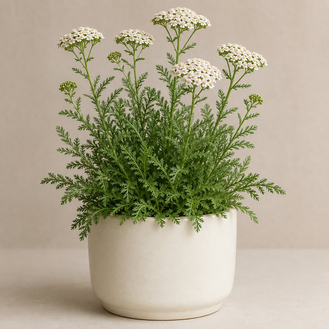 Yarrow herb plant in a simple container