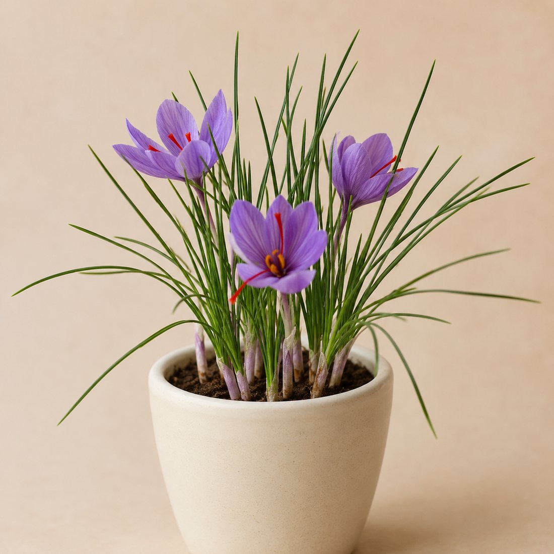 Saffron Crocus herb plant in a simple container