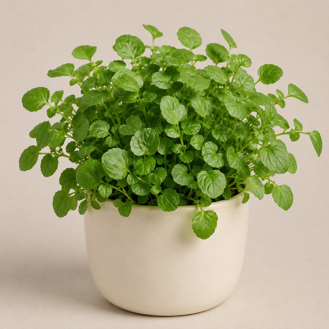 Arugula herb plant in a simple container