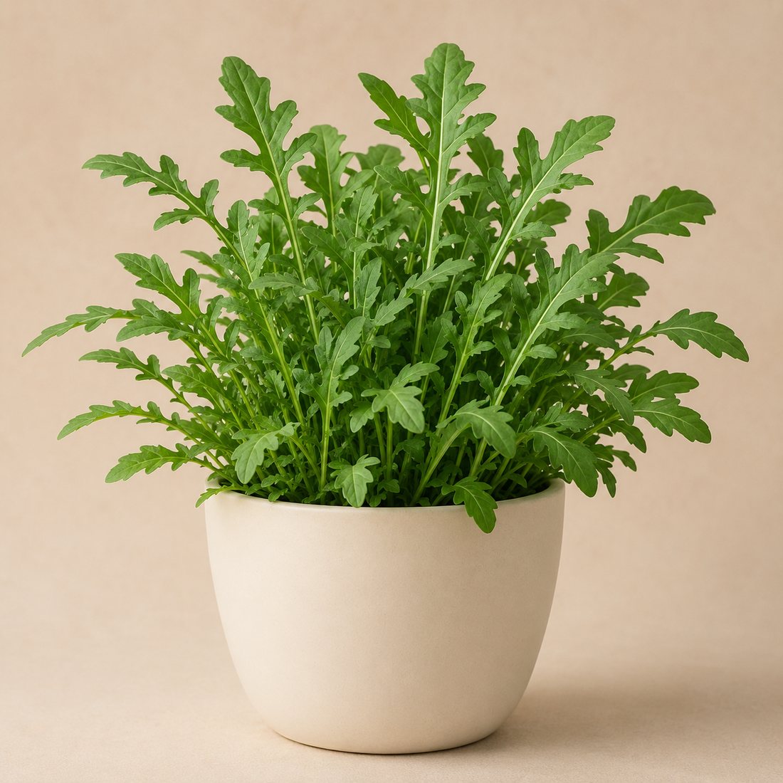 Watercress herb plant in a simple container