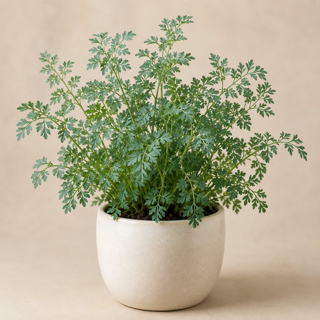 Sorrel Dock herb plant in a simple container