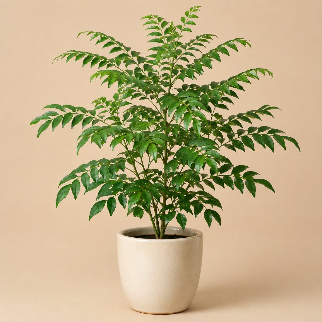 Curry Leaf Plant herb plant in a simple container