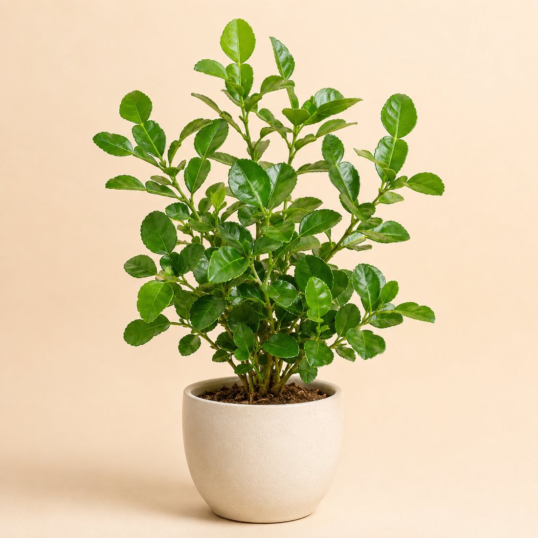 Kaffir Lime Leaf herb plant in a simple container