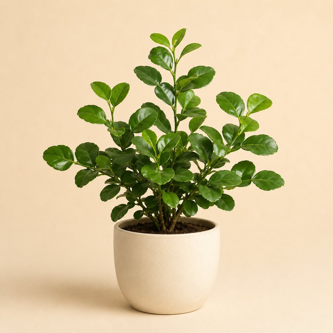 Makrut Lime herb plant in a simple container
