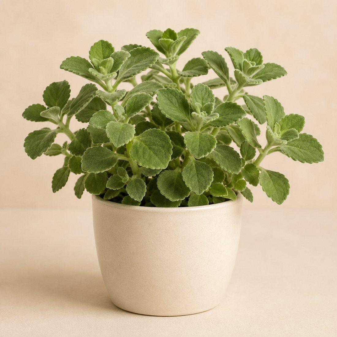 Cuban Oregano herb plant in a simple container