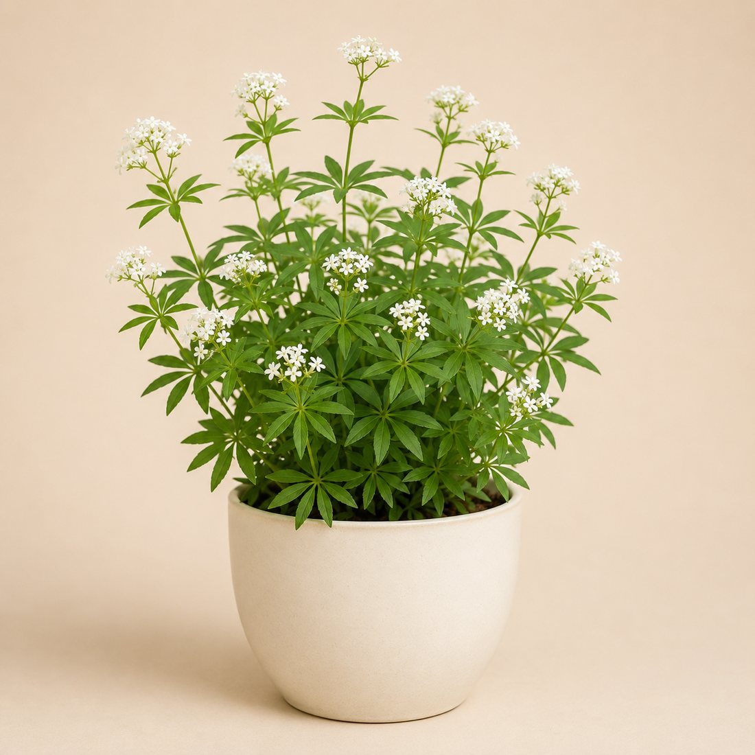 Mexican Oregano herb plant in a simple container