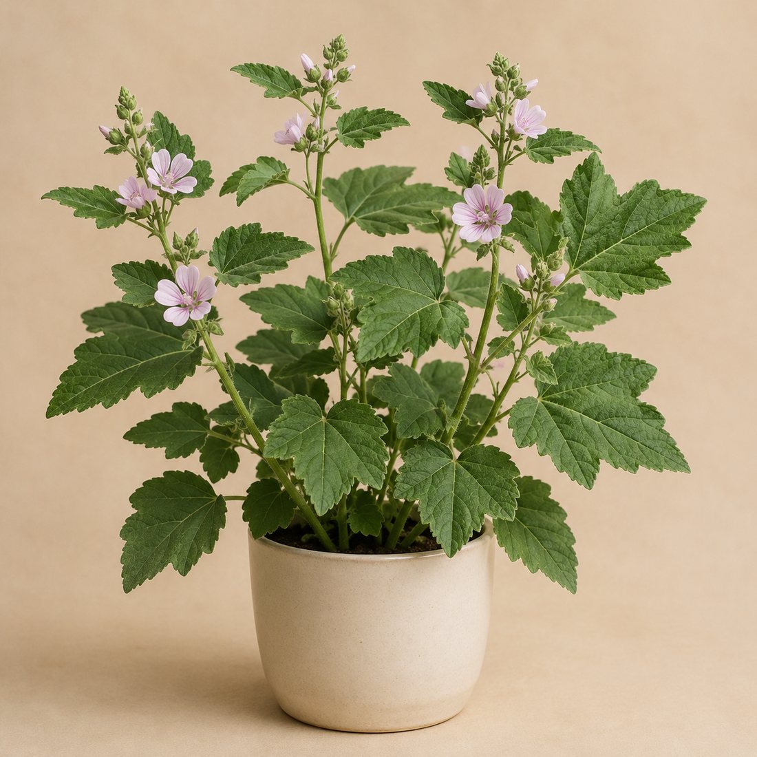 Sweet Woodruff herb plant in a simple container