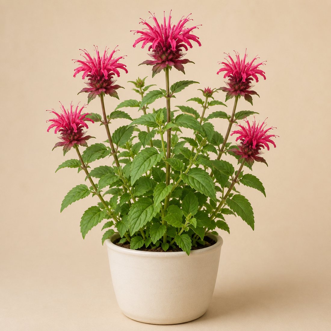 Bee Balm herb plant in a simple container