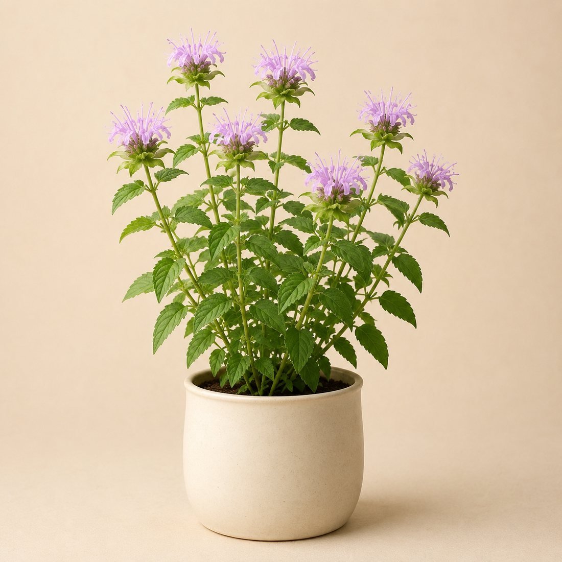 Wild Bergamot herb plant in a simple container