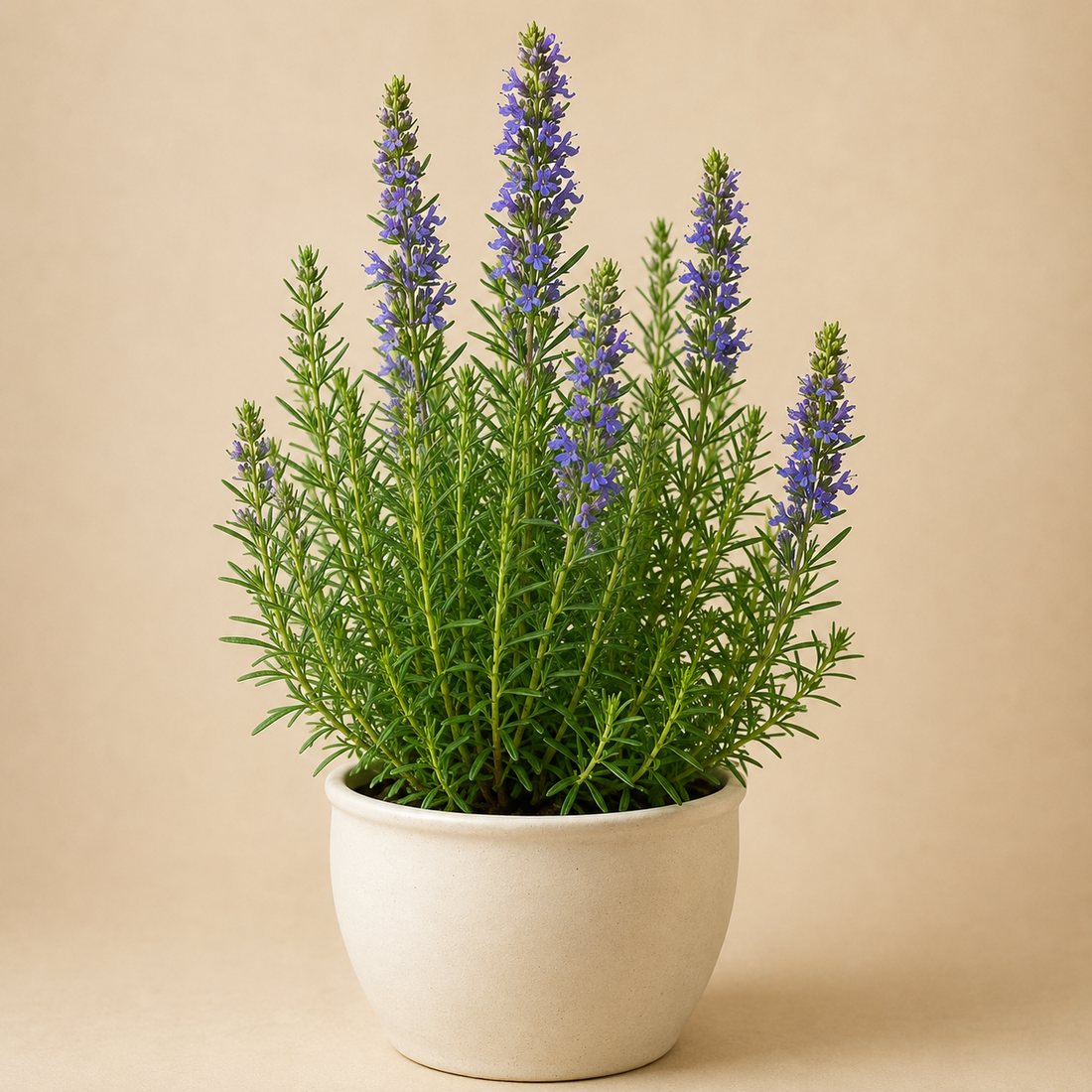 Hyssop herb plant in a simple container