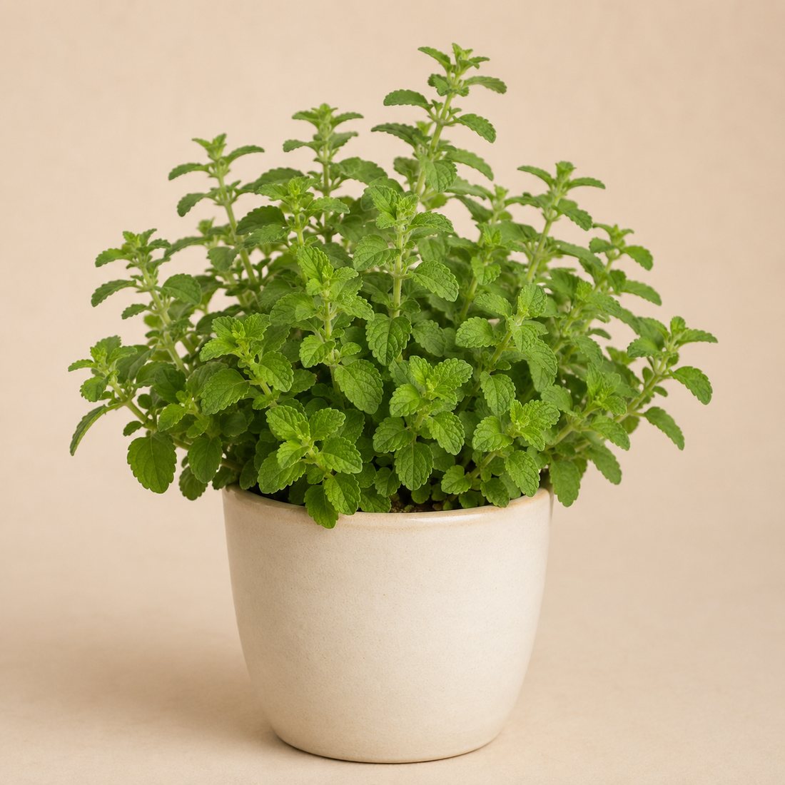 Marshmallow herb plant in a simple container