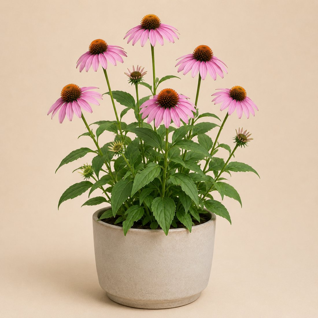 Echinacea herb plant in a simple container
