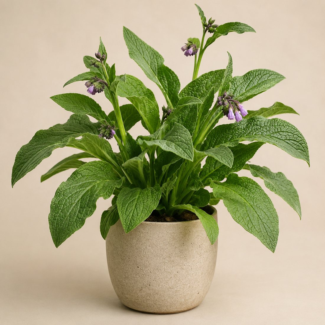 Comfrey herb plant in a simple container