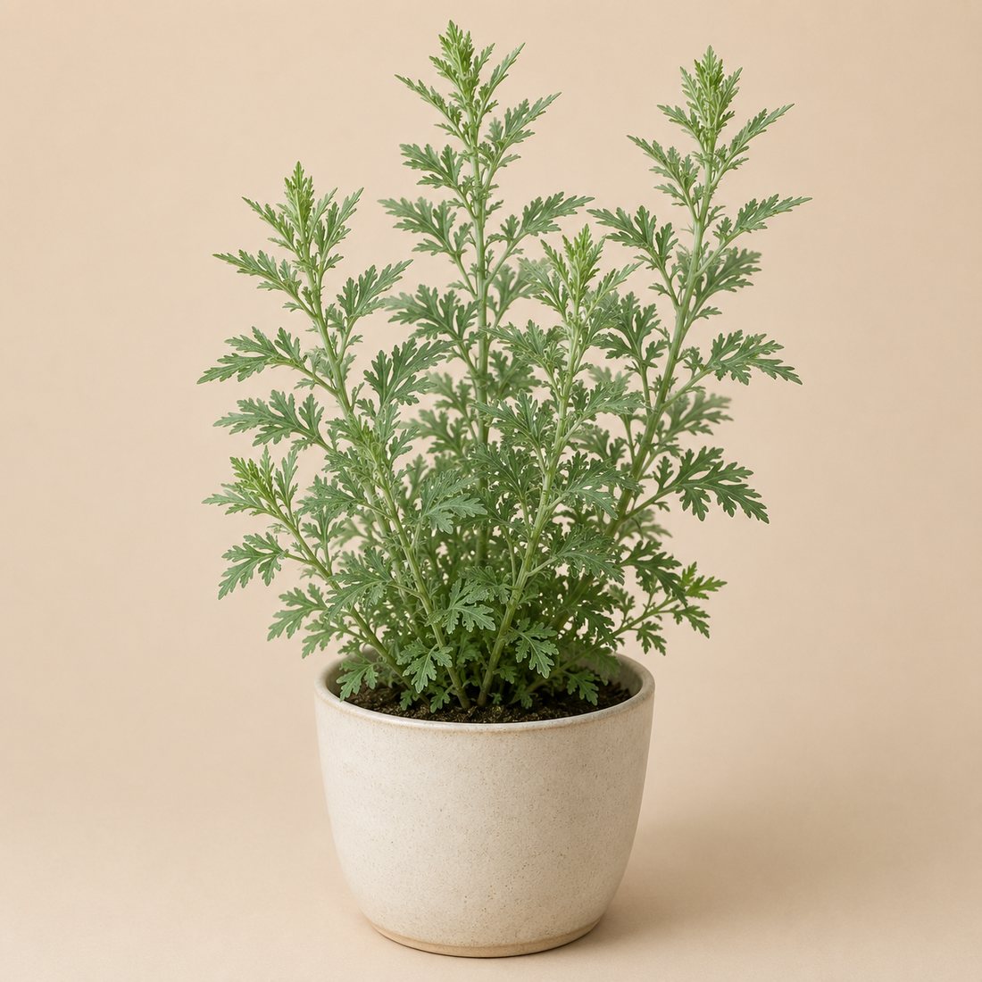 Mugwort herb plant in a simple container