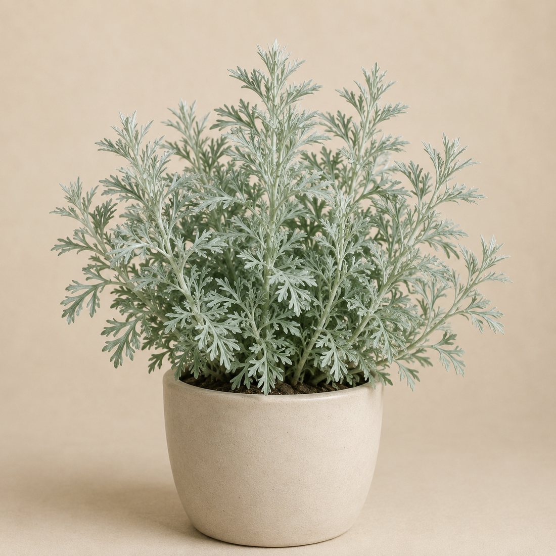 Wormwood herb plant in a simple container