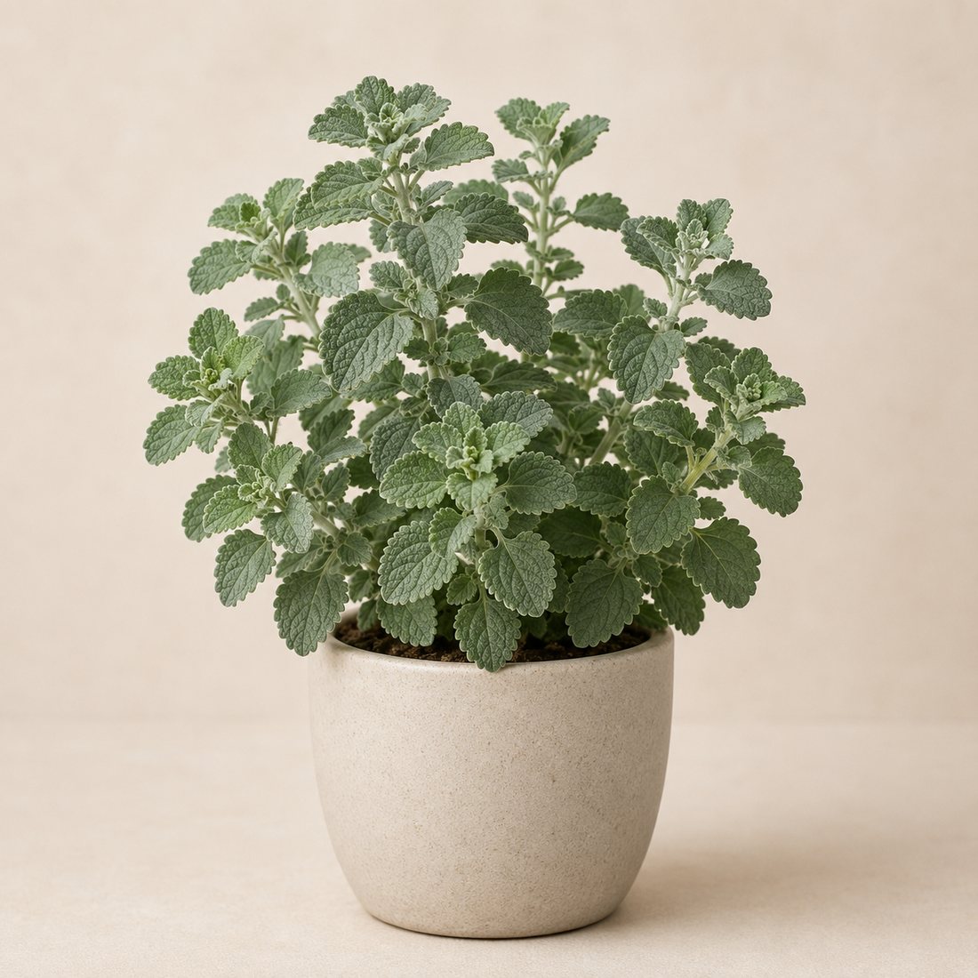 Horehound herb plant in a simple container