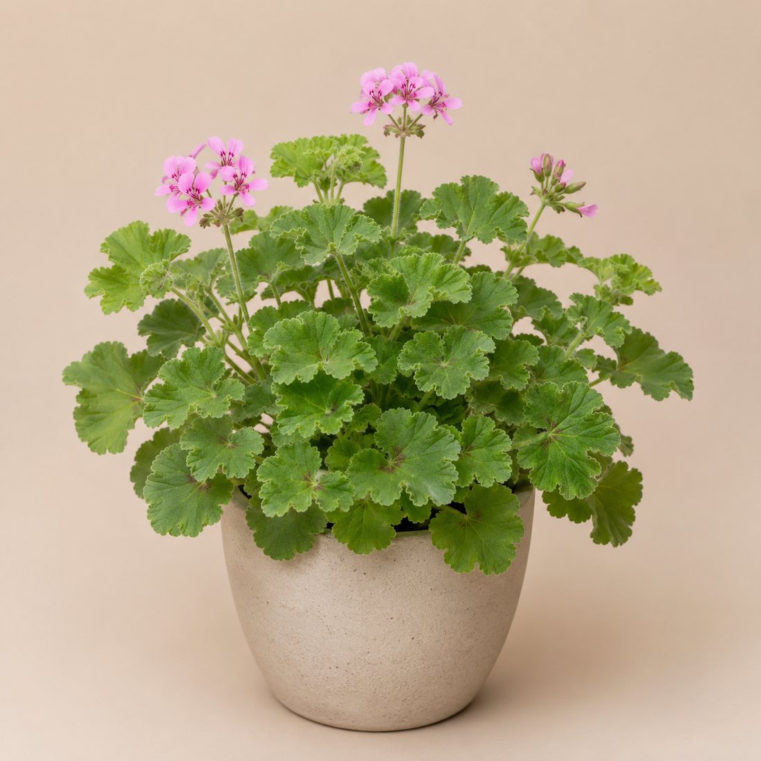 Scented Geranium herb plant in a simple container